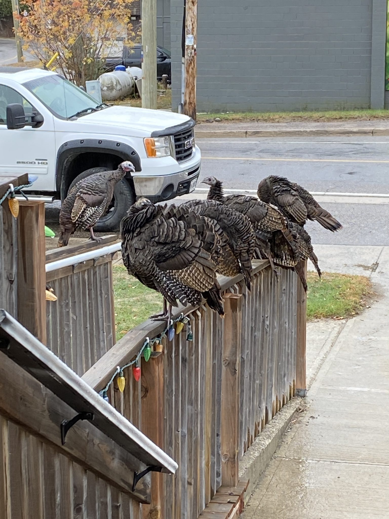 Turkeys on railing outside of Canoe FM building.